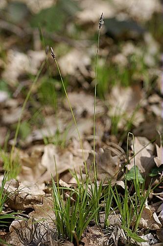 Carex montana L. © PACHES Gilles