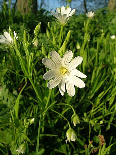 Stellaria holostea L., 1753 © VILLARET Jean-Charles