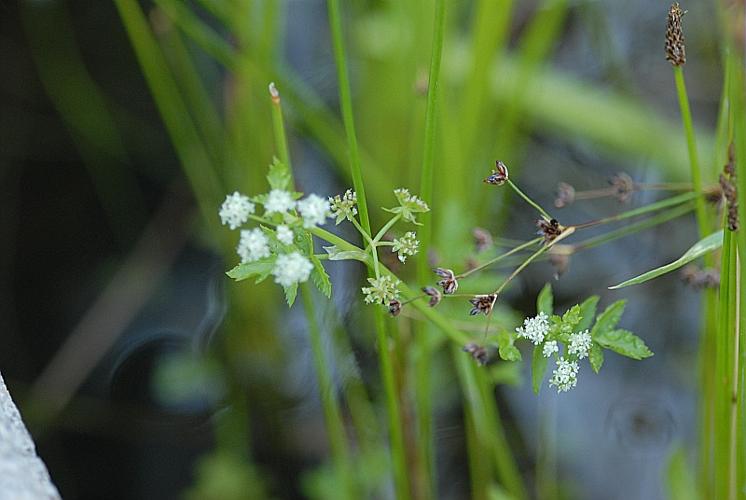 Berula erecta (Hudson) Coville © DALMAS Jean-Pierre