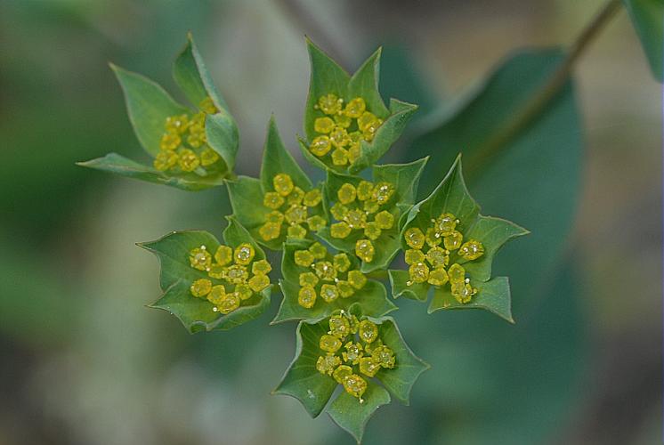 Bupleurum rotundifolium L., 1753 © DALMAS Jean-Pierre