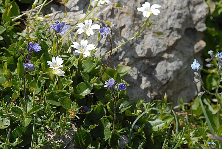 Cerastium arvense subsp. strictum (W.D.J.Koch) Gremli, 1878 © DALMAS Jean-Pierre