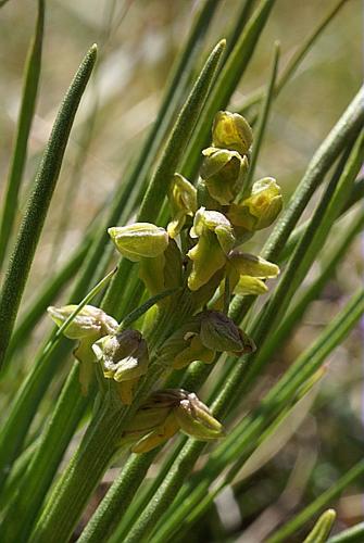 Chamorchis alpina (L.) L.C.M. Richard © PACHES Gilles