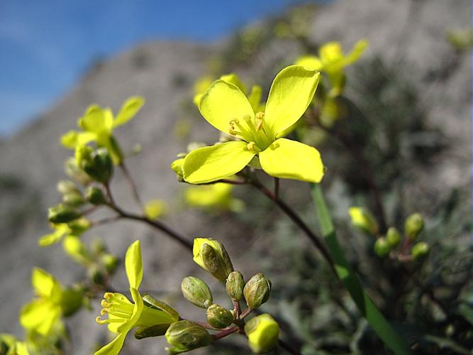 Brassica repanda (Willd.) DC. subsp. repanda © BILLARD Gilbert