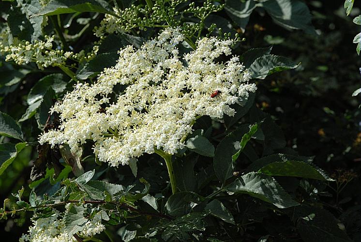 Sambucus ebulus L. © DALMAS Jean-Pierre