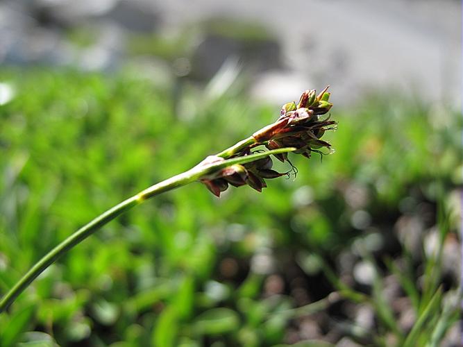 Carex ornithopoda Willd. subsp. ornithopodioides (Hausm.) Nyman © BILLARD Gilbert