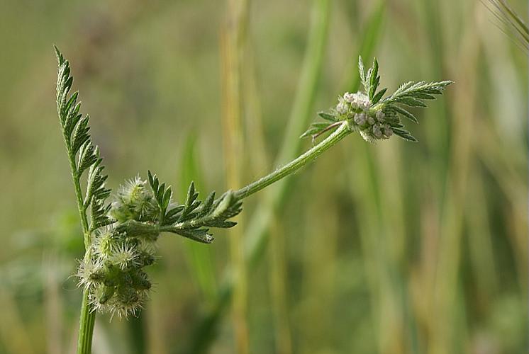 Torilis nodosa (L.) Gaertn. subsp. nodosa © PACHES Gilles