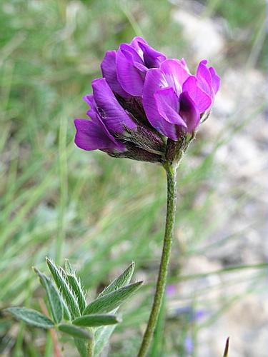 Oxytropis lapponica (Wahlenb.) Gay © VILLARET Jean-Charles