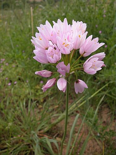 Allium roseum L., 1753 © VILLARET Jean-Charles