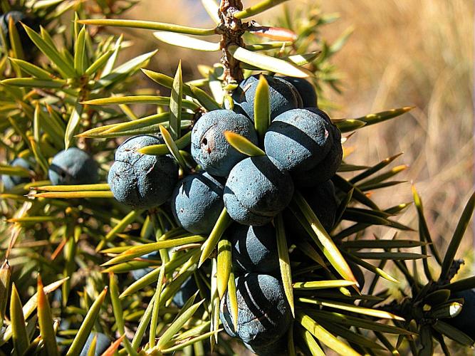 Juniperus sibirica Loddiges in Burgsd. © VILLARET Jean-Charles