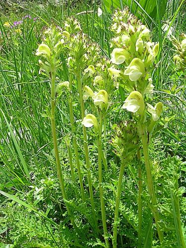 Pedicularis tuberosa L., 1753 © VILLARET Jean-Charles