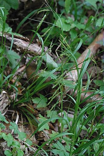Carex sylvatica Hudson © DALMAS Jean-Pierre