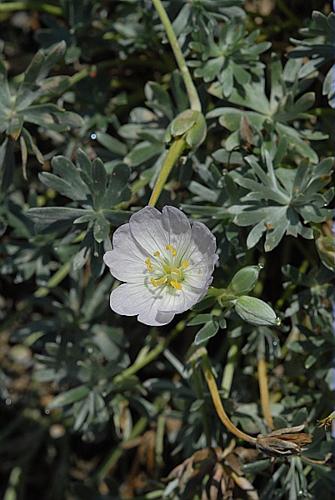 Geranium argenteum L. © DALMAS Jean-Pierre