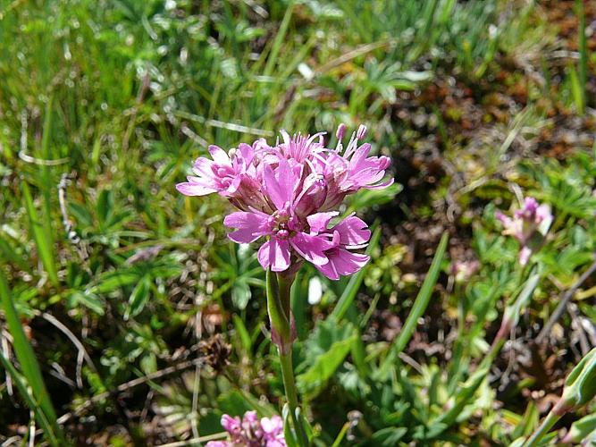 Silene suecica (Lodd.) Greuter & Burdet © VILLARET Jean-Charles