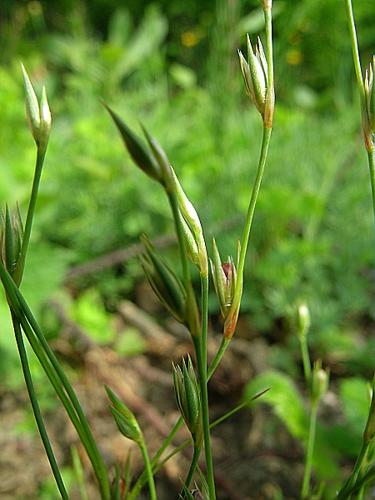 Juncus bufonius L. © VILLARET Jean-Charles