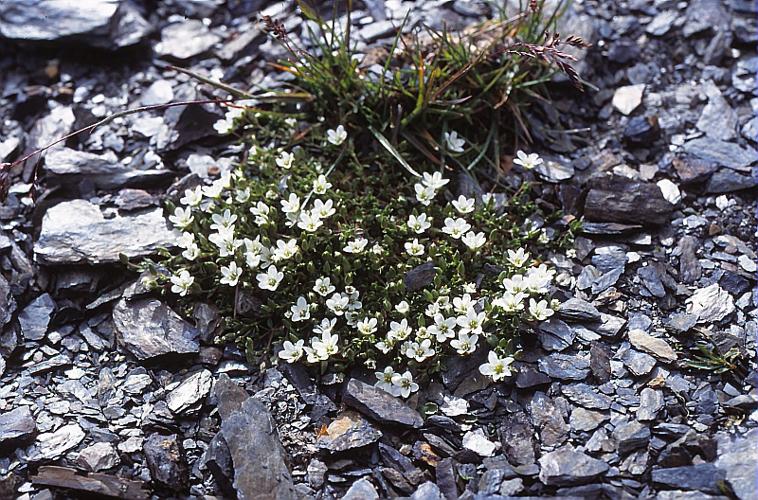 Arenaria ciliata L. © BILLARD Gilbert