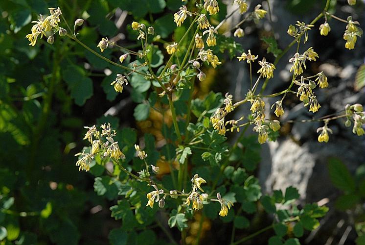 Thalictrum minus L., 1753 © DALMAS Jean-Pierre