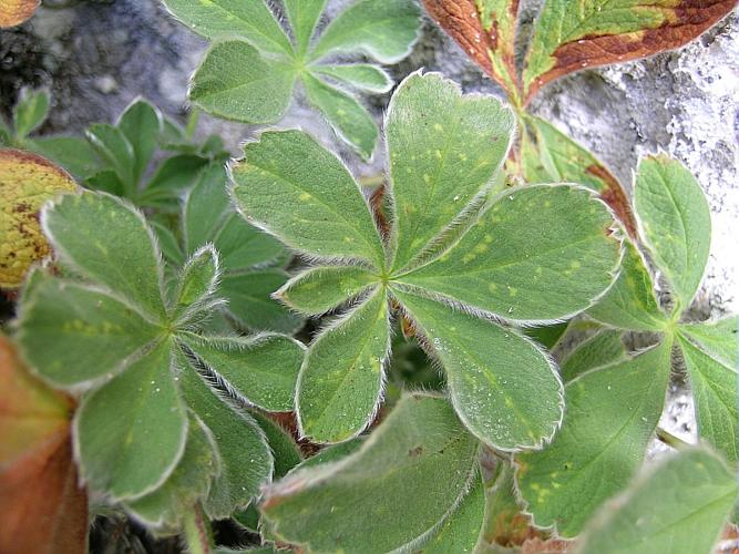 Potentilla nivalis Lapeyr., 1782 © VILLARET Jean-Charles