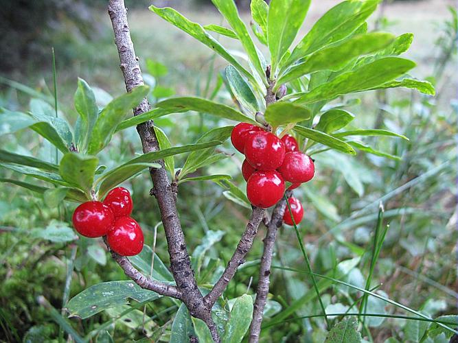 Daphne mezereum L., 1753 © BILLARD Gilbert