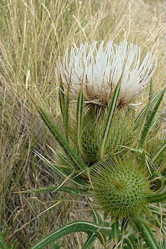 Cirsium ferox (L.) DC., 1805 © GARRAUD Luc