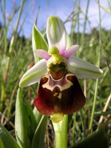 Ophrys fuciflora (F.W. Schmidt) Moench subsp. fuciflora © VILLARET Jean-Charles