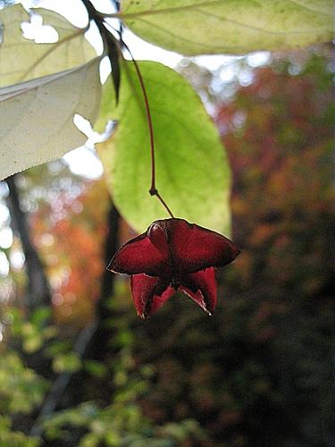 Evonymus latifolius (L.) Miller © BILLARD Gilbert