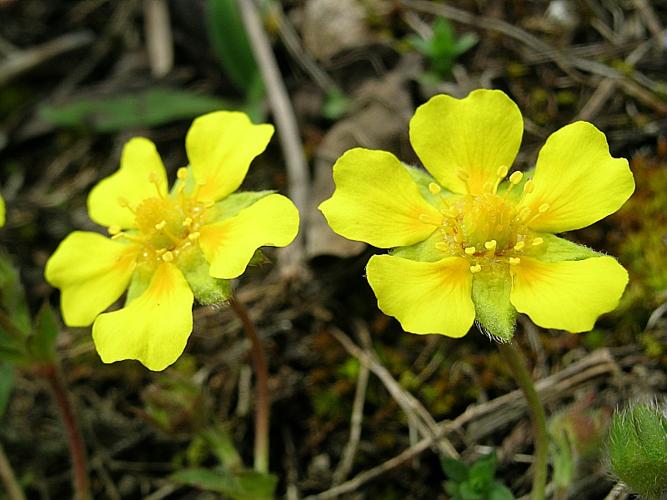 Potentilla neumanniana Rchb., 1832 © VILLARET Jean-Charles