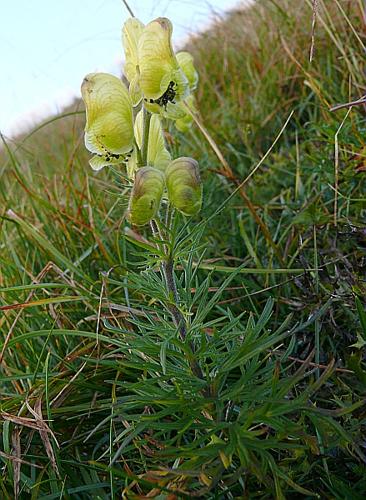 Aconitum anthora L. © BONNET Véronique