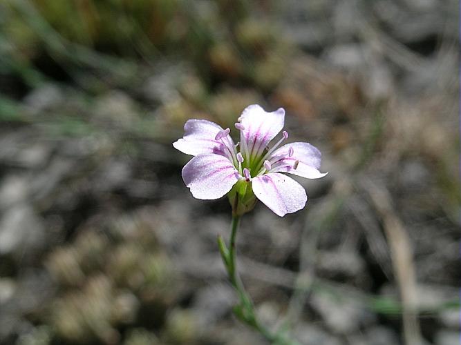 Petrorhagia saxifraga (L.) Link subsp. saxifraga © VILLARET Jean-Charles