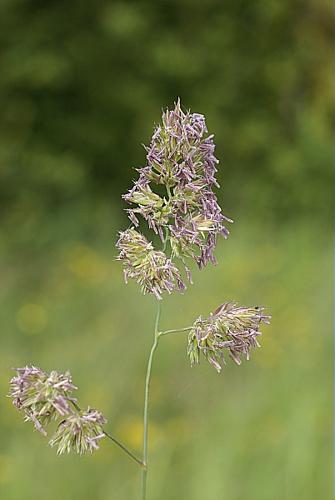 Dactylis glomerata L. subsp. glomerata © PACHES Gilles