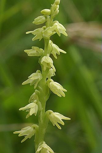 Herminium monorchis (L.) R.Br., 1813 © PACHES Gilles