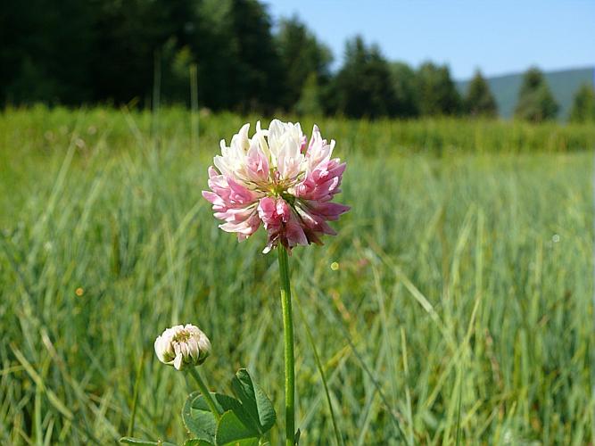 Trifolium hybridum L. subsp. elegans (Savi) Ascherson & Graebner © VILLARET Jean-Charles