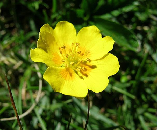 Potentilla grandiflora L., 1753 © VILLARET Jean-Charles