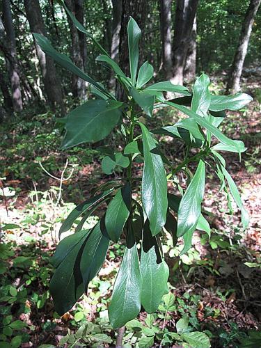 Daphne laureola L., 1753 © BILLARD Gilbert