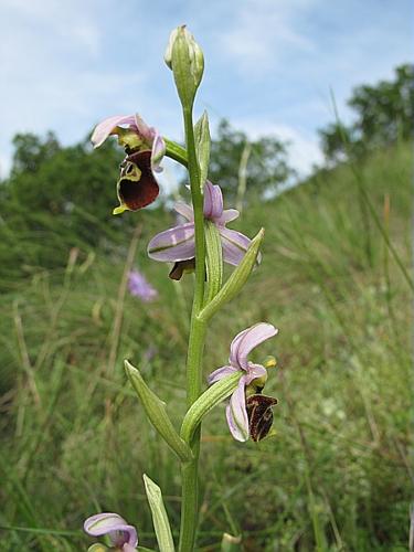 Ophrys fuciflora (F.W. Schmidt) Moench © BILLARD Gilbert