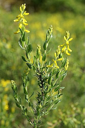 Genista germanica L., 1753 © PACHES Gilles