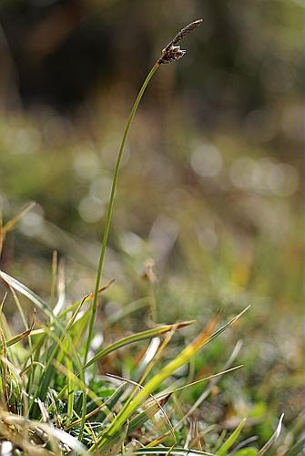 Carex ericetorum Pollich © PACHES Gilles