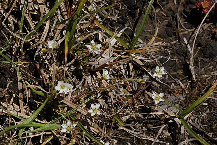 Minuartia verna (L.) Hiern, 1899 © DALMAS Jean-Pierre