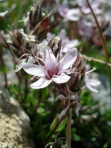 Arenaria purpurascens Ramond ex DC. © VILLARET Jean-Charles