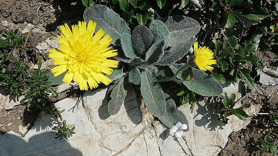 Hieracium tomentosum L. [1755] © GARRAUD Luc