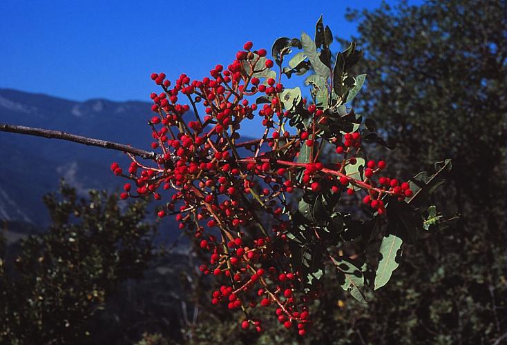 Pistacia terebinthus L. © BILLARD Gilbert