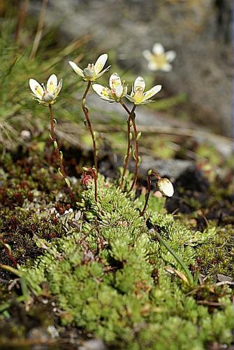 Saxifraga bryoides L. © PACHES Gilles
