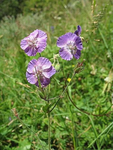 Geranium phaeum L. © BILLARD Gilbert