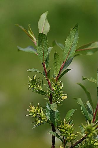 Salix myrsinifolia Salisb. © PACHES Gilles