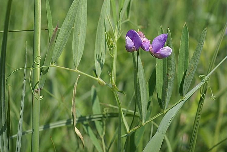 Lathyrus palustris L., 1753 © PACHES Gilles