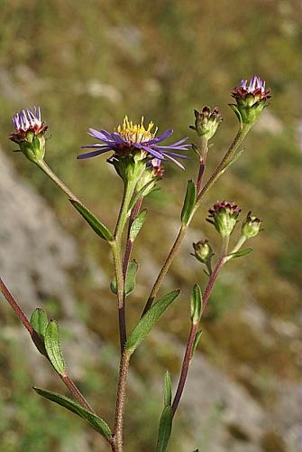 Aster amellus L. © PACHES Gilles