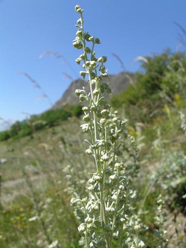 Artemisia absinthium L. © VILLARET Jean-Charles