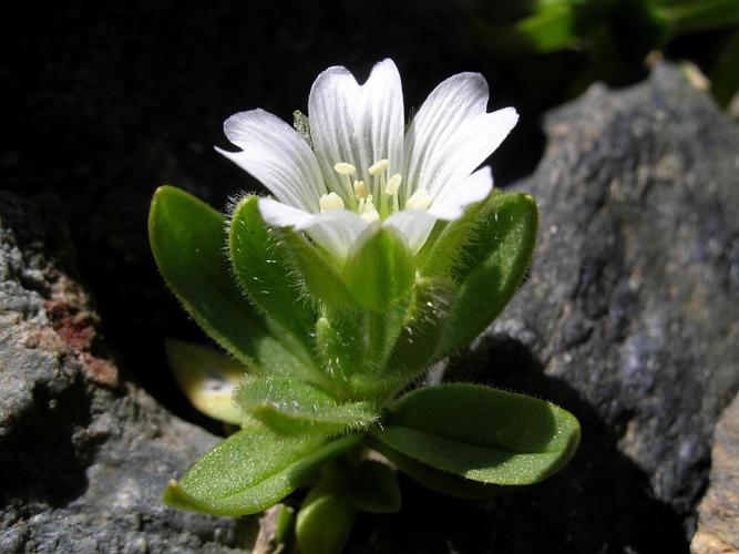 Cerastium pedunculatum Gaudin, 1828 © VILLARET Jean-Charles