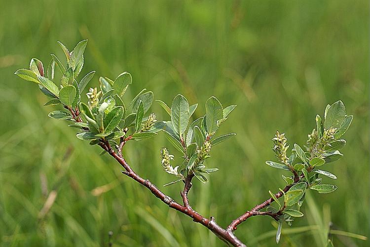 Salix helvetica Vill. © PACHES Gilles