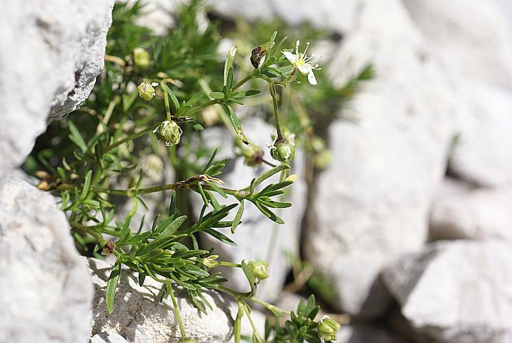 Moehringia ciliata (Scop.) Dalla Torre, 1882 © PACHES Gilles