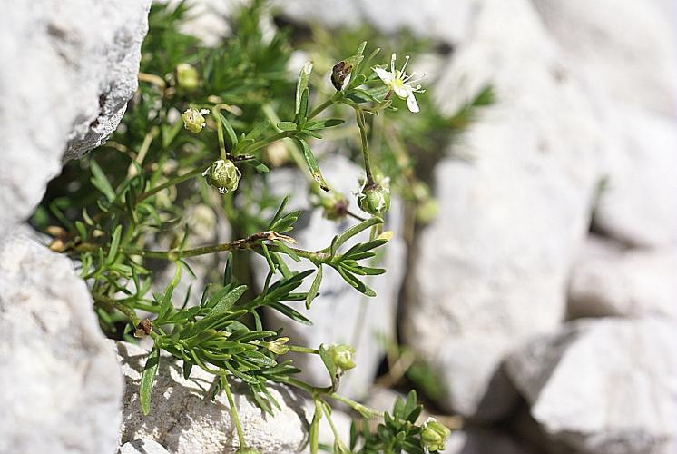 Moehringia ciliata (Scop.) Dalla Torre, 1882 © PACHES Gilles